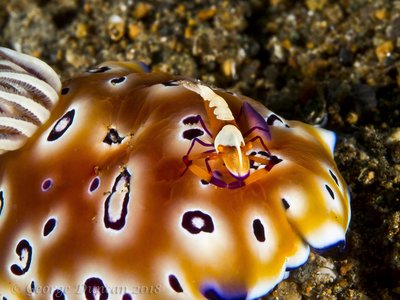 Emperor Shrimp on Nudi.jpg