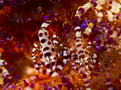 Fire Urchin Shrimp Pair.jpg