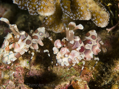 Harlequin Shrimp Pair.jpg