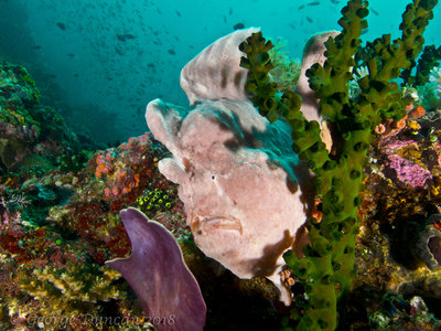 Large Frogfish.jpg