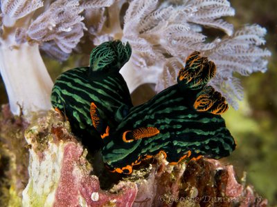 Nembrotha Kubaryana Nudibranch.jpg