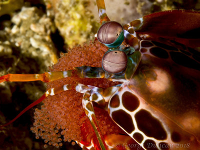 Peacock Mantis with Eggs.jpg