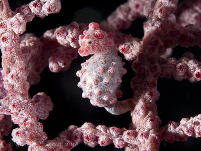 Pygmy Seahorse.jpg