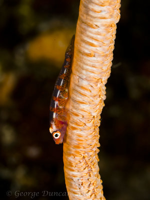 Whip Coral Ghost Goby.jpg