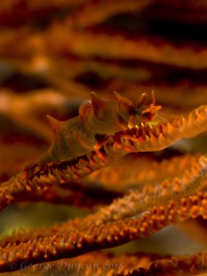 Whip Coral Shrimp.jpg