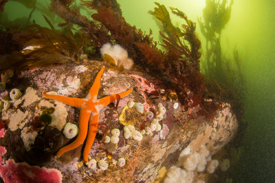 Blood star, hanging on in the blazing current at Dodd's