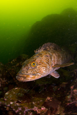 This ling cod was guarding his nest