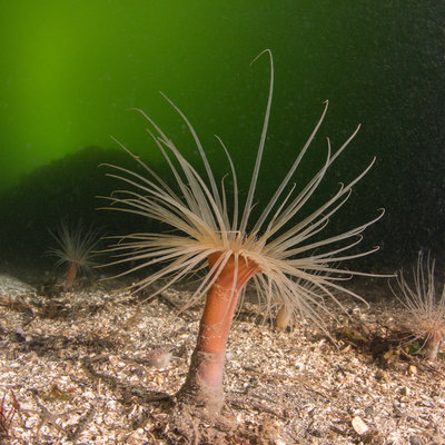 Jesse Island tube dwelling anemones