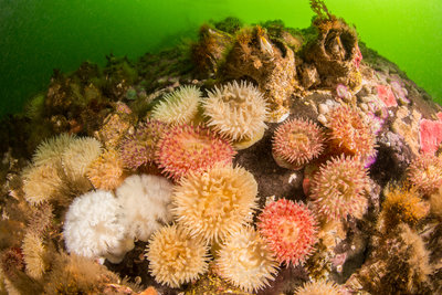 Painted anemones covered the current focal points