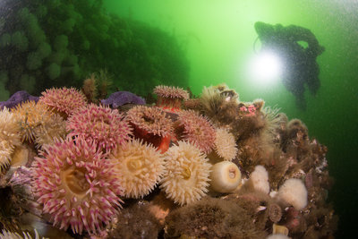 Jess exploring the anemone fields at slack