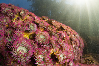 Dodd's had more surf anemones than I've seen anywhere.  There were huge fields of them in the shallows, and patches going down all the way to 30'