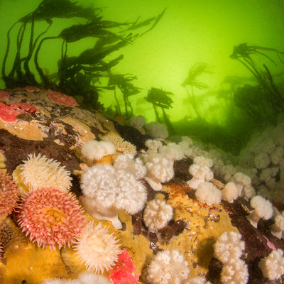 Dodd's Narrows was like a Candy Land of Color.  The neon green plankton made for an eerie atmosphere.