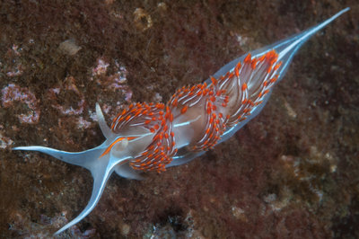 Opalescent Nudi at Dood's Narrows