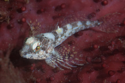 This sculpin was eyeing a anthropoid on this lovely red kelp.
