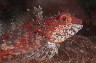 cute red sculpin at Dodds he liked my Dusty light