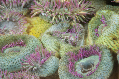 Surface Anemones carpeting the shallows. I didn't go deeper then 22 feet the 1st day at Dodd's I just hung out with these beauties.