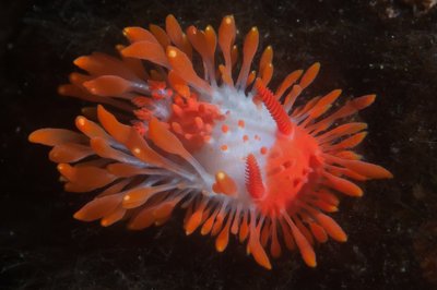 Chockeralls Dorid at Clark Rock, the Canadian version seem to have a cool orange face.