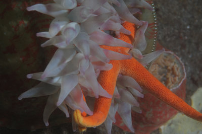 I'm not sure if the blood star was eating the anemone or the other way around? Crazy cool action going down at Dodds.