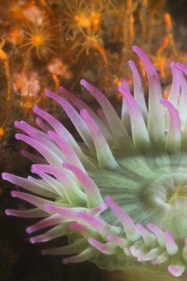 Surface anemone at my new fav dive spot with Orange Mouth Hydroids in the background.