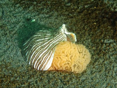 Striped Nudi Eggs.jpg