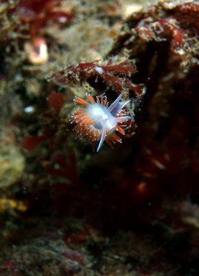 nudi 1.JPG