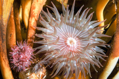 brooding anemone