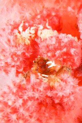 tiny crab eating a sea spider for lunch