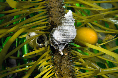 Whelk on kelp in shallows