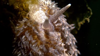 Shaggy Mouse Nudi