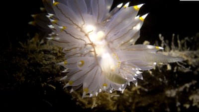 White Tipped Nudi