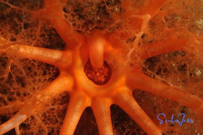 Hungry Sea Cucumber