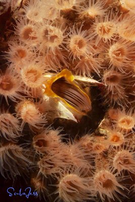 Feeding Barnacle