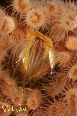 Barnacle among the Zoanthids