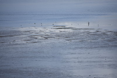 Holes left by gray whales.