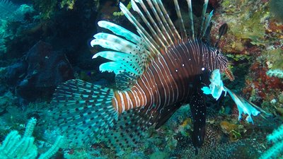 The invasive Lion Fish...lunch for the Nurse Sharks