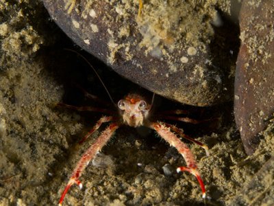 Squat Lobster.jpg