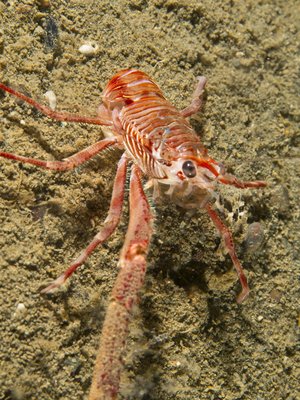 Squat Lobster in the open.jpg