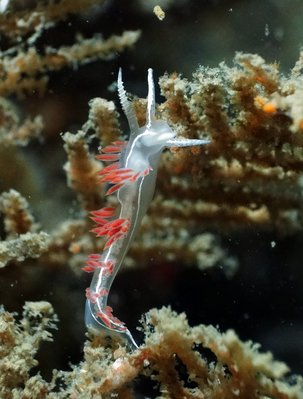 nudi 6.JPG