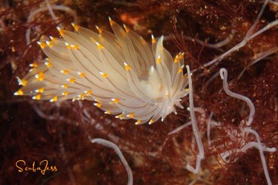 Nudibranch eating spaghetti worms for lunch