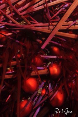 Urchin close up