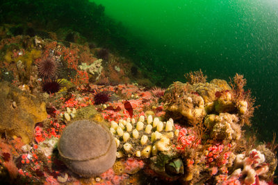 Nipple and tennis ball sponges on a carpet of strawberry anemones