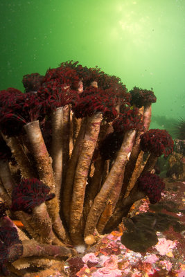 A tube worm cluster