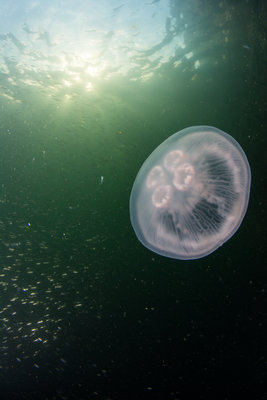 Moon Jellies and bait fish