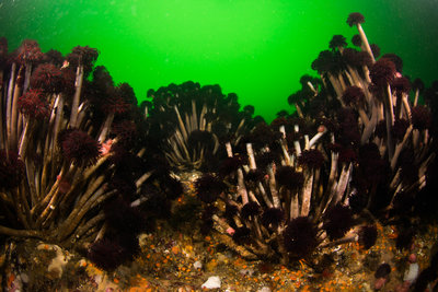 Steep Island had an amazing colony of Tube Worms.  A sight quite unlike any I've seen before!