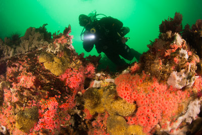 Scuba Jess, exploring the crazy colored reefs at the &quot;Row and be damned&quot; dive site