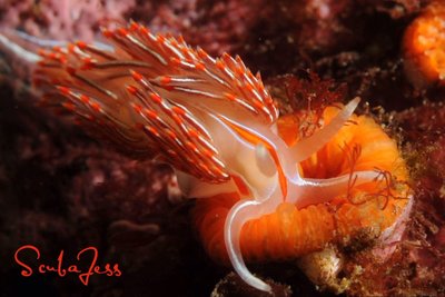 Nudi eating some peach flavor cup corals