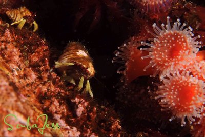 Hermit Crabs on a trek to see the strawberry anemones