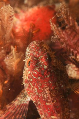 pretty sculpin