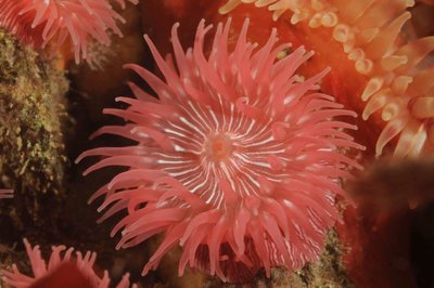 brooding anemones