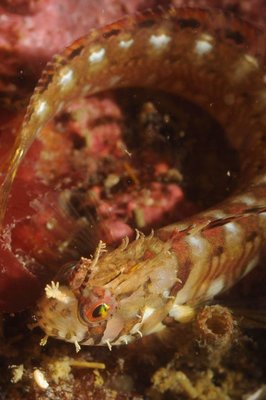 Super tiny war bonnet on Keystone rock of life